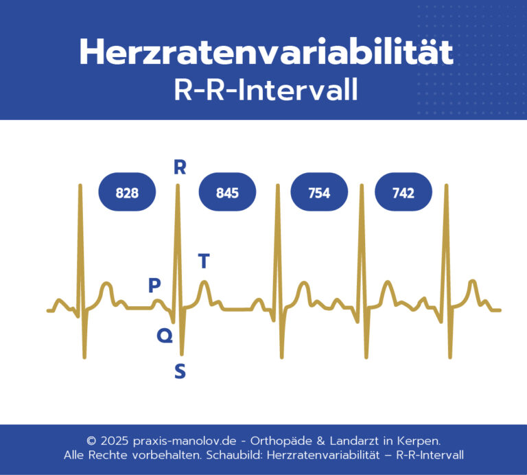 EKG mit markierten R-R-Intervallen (828, 845, 754, 742 ms), beschriftete Wellen; deutsch: Herzratenvariabilität R-R-Intervall.